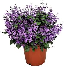 Low Maintenance Plants For Florida'S Spring And Summer | Sarasota Magazine