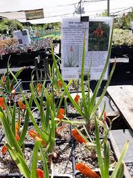 Image result for Aloe cooperi