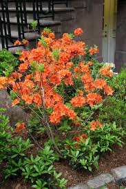 Pin On Front Flower Bed