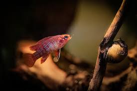 Image result for Turraea fischeri