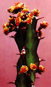 Image result for Euphorbia jubata