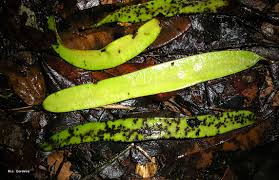 Image result for Newtonia buchananii