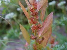Image result for Acalypha pubiflora