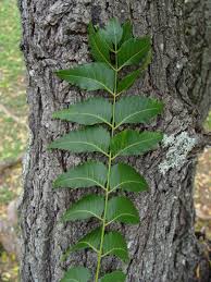 Image result for Azadirachta indica