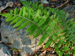 Image result for Christella chaseana