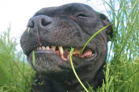 When dogs are eating something that doesn't agree with them, they often have an upset stomach and eat grass to induce vomiting. Why Is Your Dog Eating Grass 4 Reasons