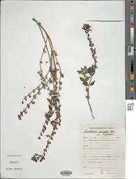 Image result for Scutellaria schweinfurthii