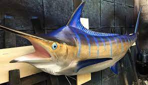 Gray Taxidermy Blue Marlin Fish Replica Blue Marlin Fish Blue Marlin Marlin