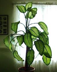 Question About My Dumb Cane