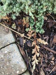 Image result for kabatina thujae