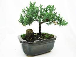Here are a few tips to show you how to take care of a bonsai tree with ease. Amazon Com 9greenbox Japanese Juniper Bonsai Tree With Fertilizer Live Indoor Bonsai Plants Grocery Gourmet Food