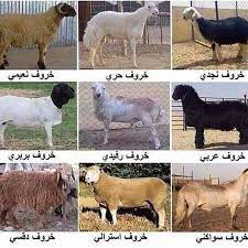 انواع الخرفان بس حسافه ماحطو اسعارهم بس العربي جنه حصان صغير يحليله الواحد يتحسف يذبحه لوووووول english quotes horses animals