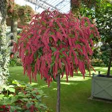 Image result for Acalypha glabrata