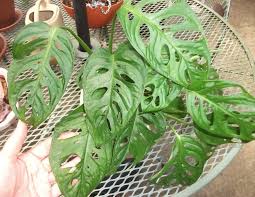 Swiss Cheese Plant Monstera Obliqua Leichtlinii Garden Org Plants Monstera Obliqua Cheese Plant