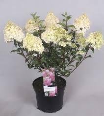 Image result for hydrangea paniculata vanille fraise