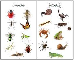 Insecte Ou Pas Insecte Insectes Activites De Tri Science