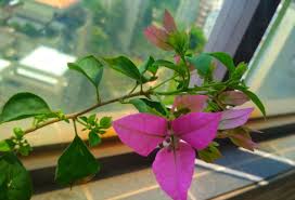 Thanks for an interesting look at bougainvillea. Bougainvillea Is Lazy And Does Not Bloom Now Let S Remind You Just 4 Steps Take The Buds Obediently Inews