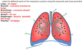 See more ideas about respiratory system, respiratory system anatomy, respiratory. Respiratory System Diagram Label Worksheets Differentiated Teaching Resources