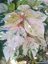 Image result for Acalypha