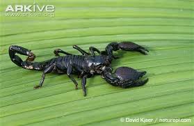 Emperor Scorpion Videos Photos And Facts Pandinus Imperator Arkive Scorpion Videos Scorpion Arachnids