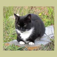 Beautiful Black And White Cat Pictures Pin On Things For Home