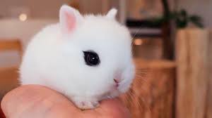 Nov 06, 2019 · his popularity was out of the question and is continuously on the rise but the world was suddenly shocked by the news of his passing on the 14th of may 2019. The Cutest Pets In The World Part 2 Youtube