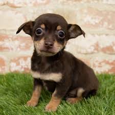 He was brought to the university of pennsylvania veterinary hospital, the best in the country, and my friend was on the rescue and repair team who then turned him over to the pspca. Chihuahua Puppies Monroeville Pa Petland Monroeville