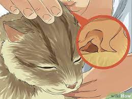 This ear cleaning solution can be used to cleanse infected ears, or to clean ears prior to administering other medication. How To Clean Your Cat S Ears 11 Steps With Pictures Wikihow Pet