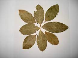 Search over 14 million words and phrases in more than 490 language pairs. Bay Leaf Wikipedia
