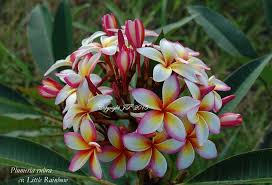 Little Rainbow Brad S Buds And Blooms
