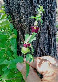 Image result for Tinnea zambesiaca