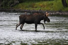 Maybe you would like to learn more about one of these? State Biologists Want To See If More Moose Hunting Would Help Control Winter Ticks Portland Press Herald