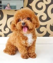 The toy poodle became part of english history during the 18th century as a miniature to its counterpart the standard poodle. Mini Toy Poodle Puppy For Sale Toy Poodle Puppies Toy Poodle Puppy Poodle Puppies For Sale