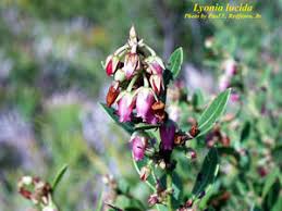 Image result for Rawsonia lucida