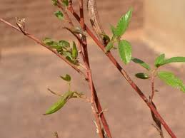 Image result for Corchorus olitorius