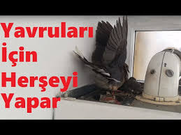 Yavrulari Icin Herseyi Yapar Kombiye Yuva Yapan Anne Uveyik Benimle Kavga Etti Youtube