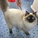 Lilac ragdolls, chocolate ragdolls, Maryland cattery