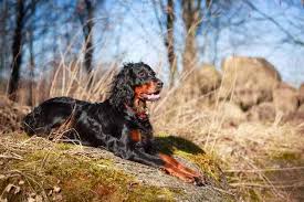 We did not find results for: Is The Gordon Setter Temperament Fearless Alert Confident A Winner