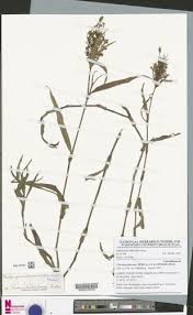 Image result for Floscopa glomerata