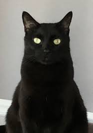 Black And White Cat With Gold Eyes Portrait Of A Black Cat Cats And Kittens Cute Cats Black Kitten