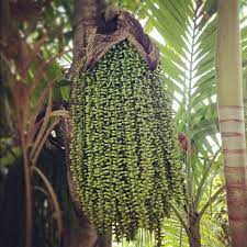 Check spelling or type a new query. Foxtail Palm Tree Seed Pods Foxtail Palm Foxtail Palm Tree Tree Seeds