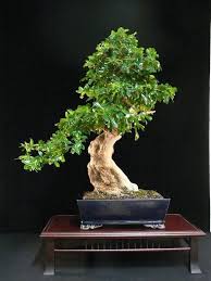 My fukien teas usually drop leaves yearly (iirc) but they are replaced fairly quickly.almost as they drop. Care Guide For The Carmona Bonsai Tree Fukien Tea Bonsai Empire