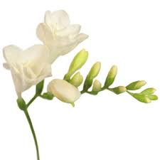 Pin On Fifty Flowers Choices