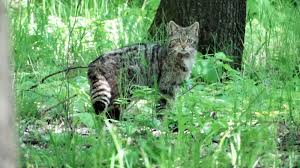 Cafra (southern african wildcat), and f. Wildcat Spotted In A Forest In Eastern Romania Romania Insider