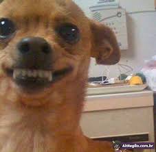 Pin By Irem Aydogan On Funny Memes Cute Animal Memes Cute Memes Funny Animal Memes
