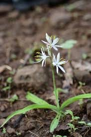Image result for Chlorophytum affine