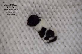 Color Genetics Lashomb S Pomeranians