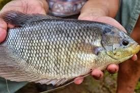 Jenis ikan ini cocok pada daerah yang tidak ada air yang mengalir. Petunjuk Teknis Sarana Budidaya Ikan Gurame Lengkap Untuk Pemula Trikmerawat Com
