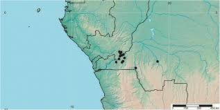 Image result for Whitfieldia thollonii