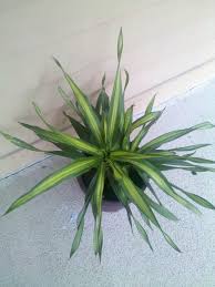 Exceptions this is a large group with species that vary widely in characteristics; Help Identify These House Plants From A Dish Garden